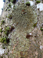 Melanelixia glabratula