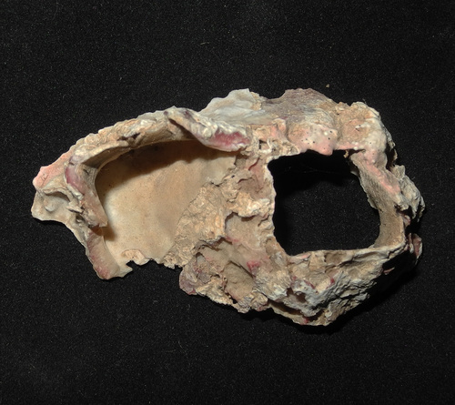 Euraphia hembeli observed 2000-01-01