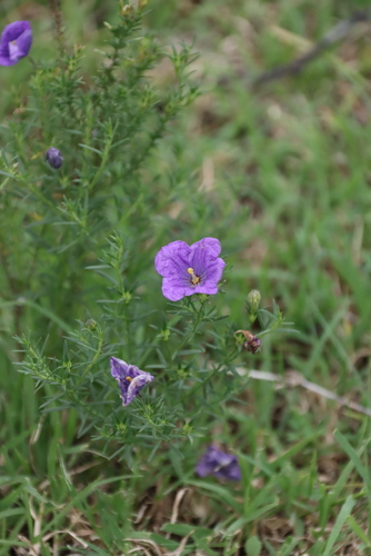 Nierembergia linariifolia, photograph 3