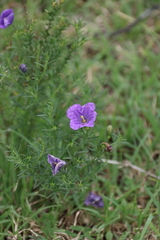 Nierembergia linariifolia, photograph (c) Tony Rebelo, some rights reserved (CC BY-SA)