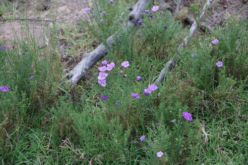 Nierembergia linariifolia, photograph 1