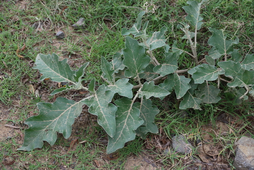 Solanum lichtensteinii, photograph 1