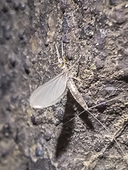 Ephemerellidae