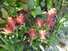 Castilleja miniata dixonii
