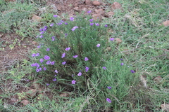 Nierembergia linariifolia