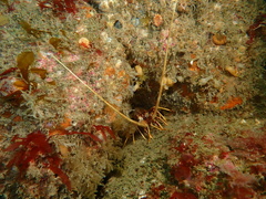 Crawfish (Spiny Lobster)