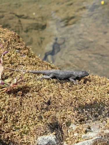 iNaturalist observation photo of Western Fence Lizard