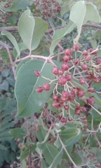 Magnoliopsida