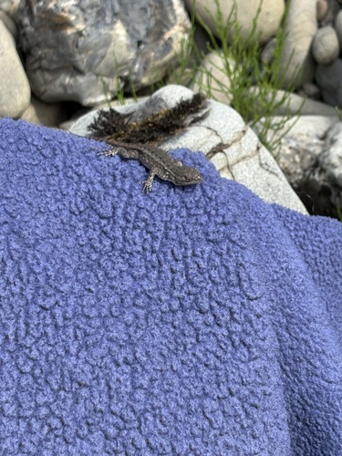 iNaturalist observation photo of Western Fence Lizard
