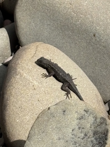 iNaturalist observation photo of Western Fence Lizard