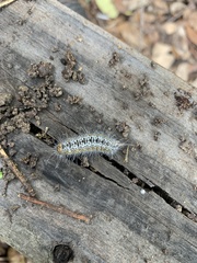 Acronicta tota