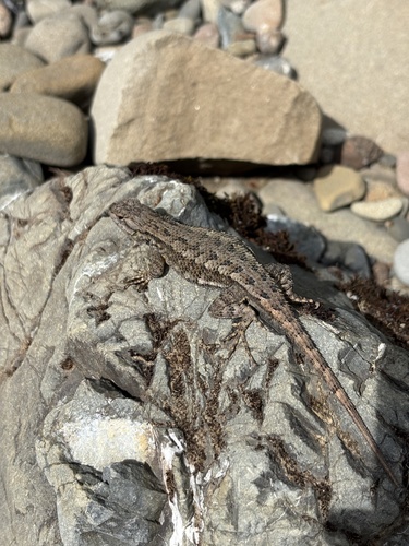 iNaturalist observation photo of Western Fence Lizard