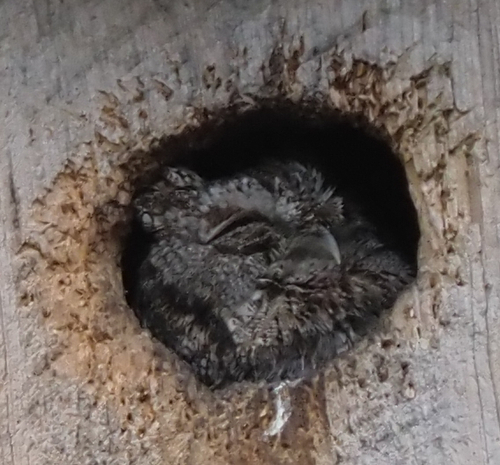 Eastern Screech-Owl observed by yongestation