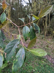 Viburnum arboricolum
