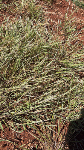 Panicum fauriei observed 2026-05-12