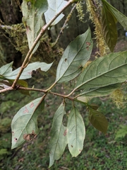 Viburnum arboricolum