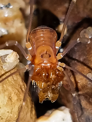 Epedanidae