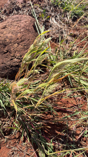 Panicum torridum observed 2026-05-12