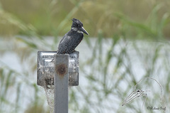 Megaceryle maxima maxima