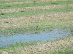 Charadrius vociferus