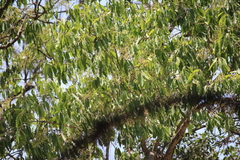Syzygium cumini
