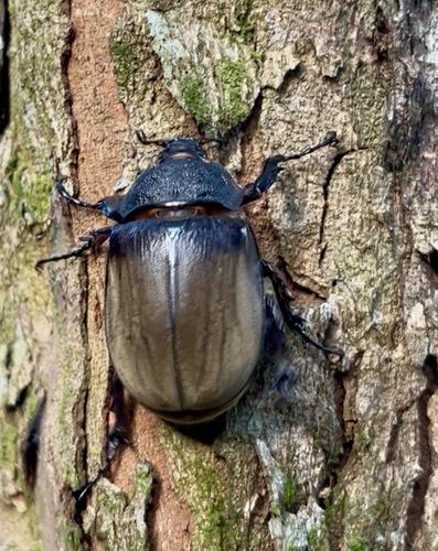 Megasoma typhon typhon