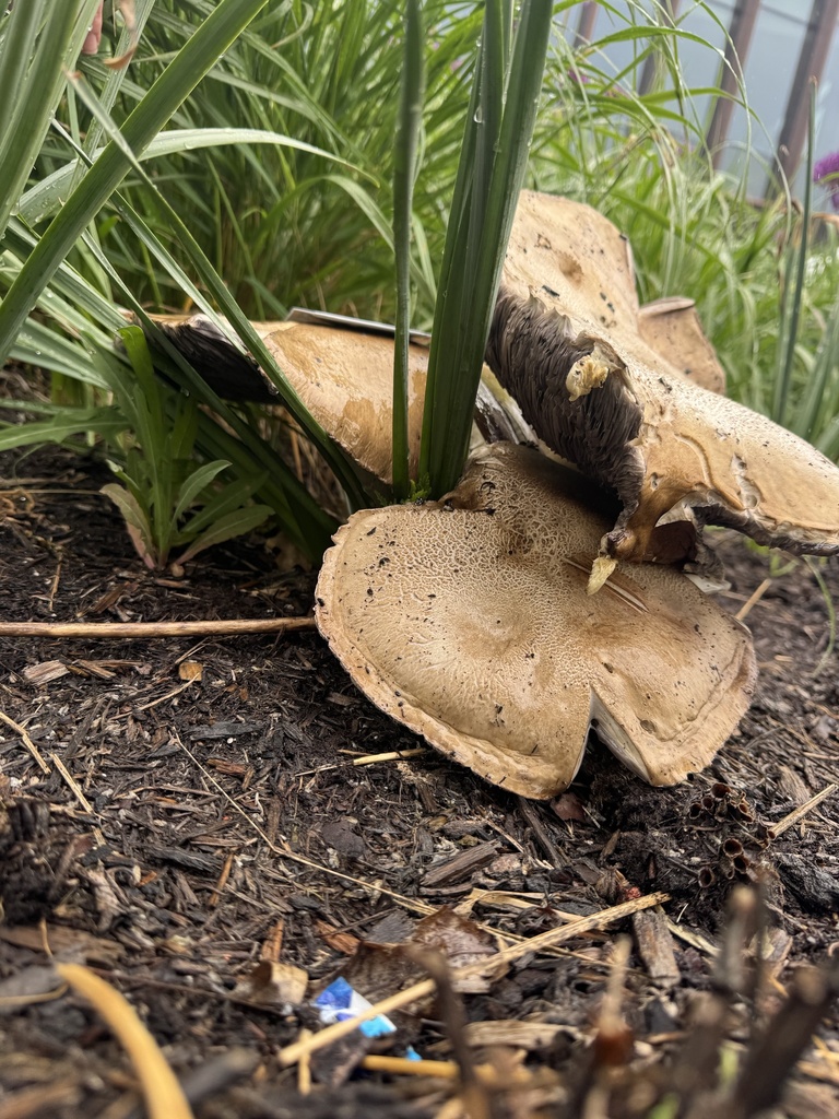 Wine-cap Stropharia · May 2026 · photo: Photo: (c) SiphonophoreSlinger, some rights reserved (CC BY) · iNaturalist