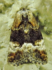 Elaphria georgei