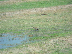 Charadrius vociferus