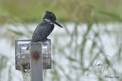 Megaceryle maxima maxima