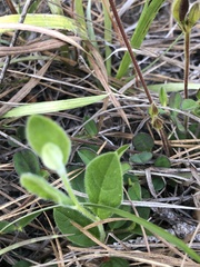 Crotalaria rotundifolia