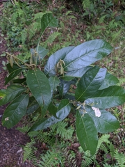 Lithocarpus lepidocarpus