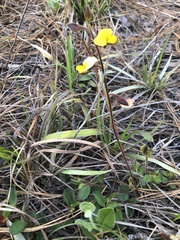 Crotalaria rotundifolia
