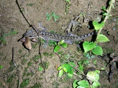Cyrtodactylus marmoratus