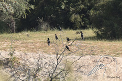 Microcarbo africanus africanus