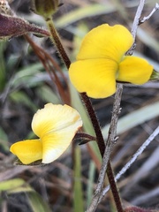Crotalaria rotundifolia
