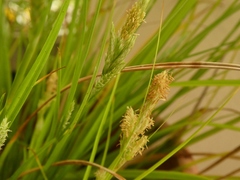 Carex bermudiana
