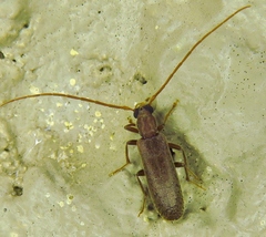Sparedrus aspersus