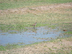 Charadrius vociferus