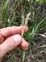 Trichloris pluriflora