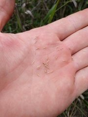 Trichloris pluriflora