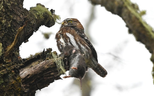 Austral Pygmy-Owl (Glaucidium nana)