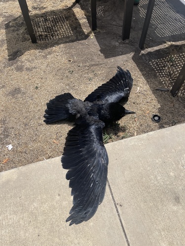 Grand Corbeau, jeune