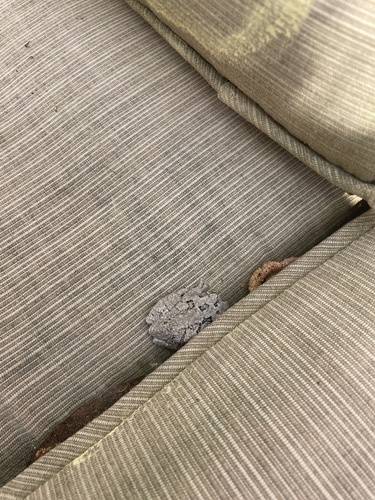 Gray Treefrog observed by kosull