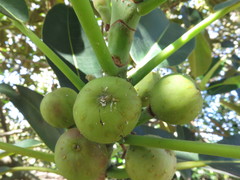 Sycoscapter australis