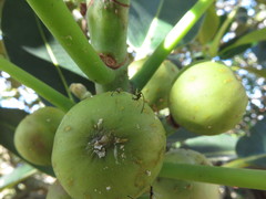 Sycoscapter australis