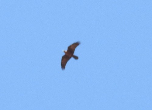 Brown-necked Raven (Corvus ruficollis)