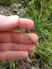 Limnodea arkansana
