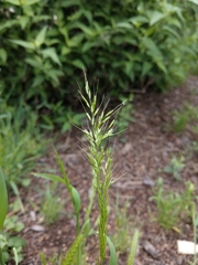 Limnodea arkansana