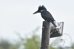 Megaceryle maxima maxima